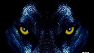 Images 5